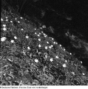 Privataufnahmen der Familien Höhne oder Pohl (unter anderem Radwanderung) und Buschwindröschen (Anemone nemorosa) in einem Seitental der Elbe