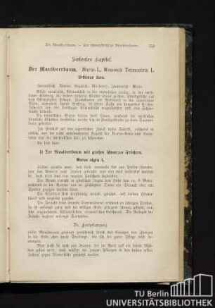 1) Der Maulbeerbaum mit großen schwarzen Früchten. Morus nigra L.