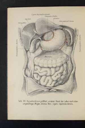 Tafel XIV. Hypochondrium geöffnet, vorderer rand der leber nach oben umgeschlagen. magen, kleines Netz. Ligam. hepatoduodenale.