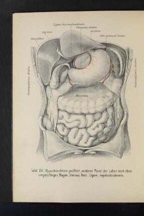 Tafel XIV. Hypochondrium geöffnet, vorderer rand der leber nach oben umgeschlagen. magen, kleines Netz. Ligam. hepatoduodenale.