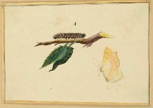 Eine Raupe und ein Schmetterling