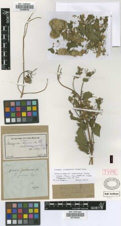 Mascagnia mexicana Nied. var. nicaraguensis (Griseb.) Nied.