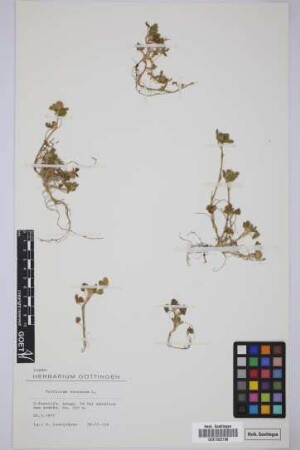 Trifolium striatum L.