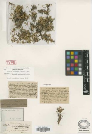 Azorella utriculata Griseb. [holotype]