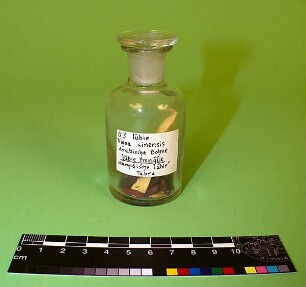 Vigna sinensis