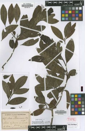 Ocotea portoricensis Mez [Isosyntype]