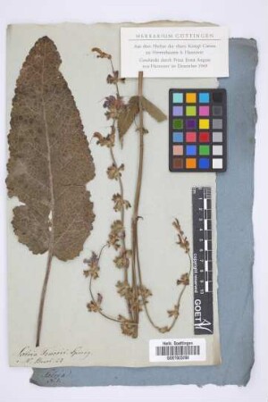 Salvia Tenorei Spreng.