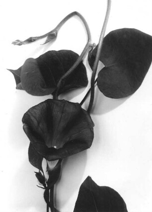 Purpur-Prunkwinde - Ipomoea purpurea