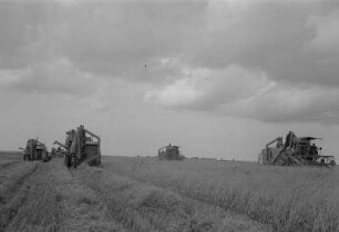 Rambin. Landwirtschaftliche Produktionsgenossenschaft (LPG), Mähdrescher bei der Arbeit auf dem Feld