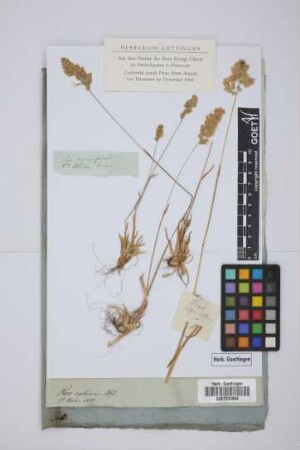Poa brevifolia