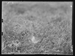 Rotschenkel : Rotschenkel (Tringa tonatus Linnaeus) beim Brüten.