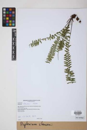 Asplenium claussenii Hieron.