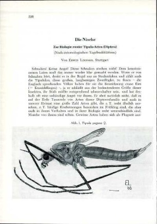 Die Nische. Zur Biologie zweier Tipula-Arten (Diptera)