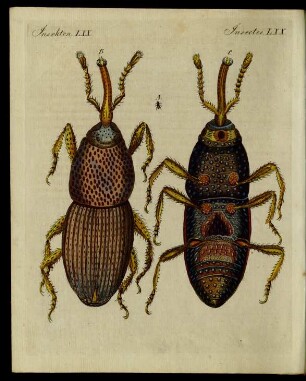 Schädliche Insecten.