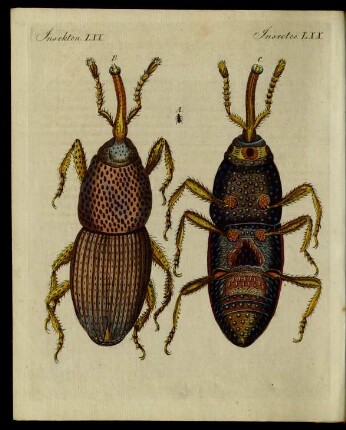 Schädliche Insecten.