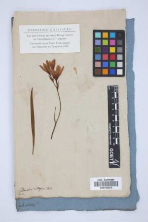 Gladiolus villosus Vahl