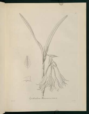 26r-26v, Epidendrum Warscewiczii
