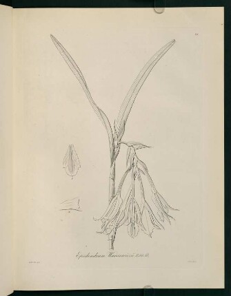26r-26v, Epidendrum Warscewiczii