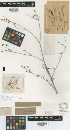 Caroselinum distans Griseb. [holotype]