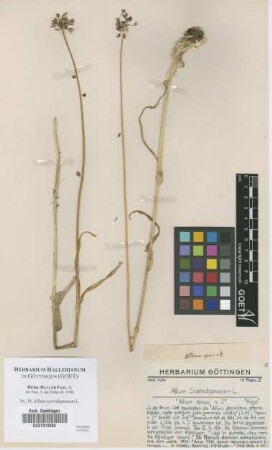 Allium scorodoprasum L.