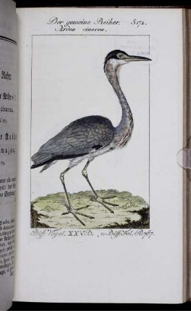 Der gemeine Reiher. S. 172.