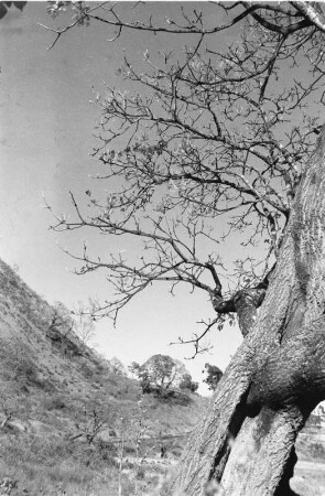 Charakterbaum : Zweige eines regionaltypischen Baumes auf circa 2300 m Höhe