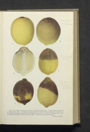 Fig. 136. A-F