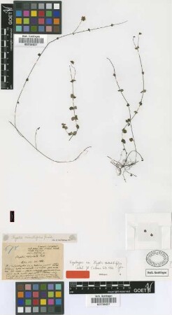 Hyptis minutifolia Griseb. [syntype]