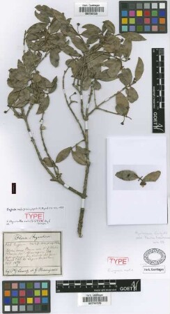 Eugenia mato Griseb. [holotype]
