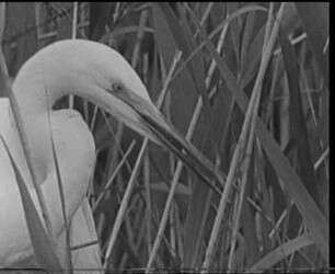 Casmerodius albus (Ardeidae) - Nestbaubewegungen