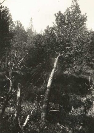 Im Georgenfelder Moor : Moor-Kiefer oder Spirke, auch Moor-Spirke (Pinus rotundata) im Georgenfelder Hochmoor bei Zinnwald-Georgenfeld