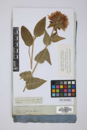 Campanula speciosa Horn.