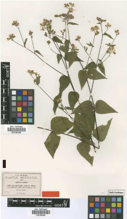 Gymnolomia patens A.Gray var. abbreviata B.L.Rob. & Greenm.[type]