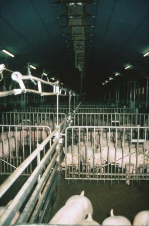 Fotografie: Tierproduktionsverfahren, Mastschwein