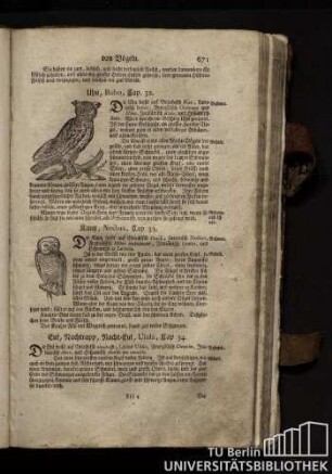 Cap. 33. Kautz, Noctua.