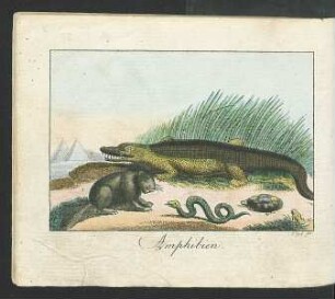Tafel: Amphibien.