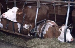 Fotografie: Stallsystem, Milchviehhaltung, Anbindestall, Anbindevorrichtung