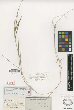 Panicum neuranthum Griseb.
