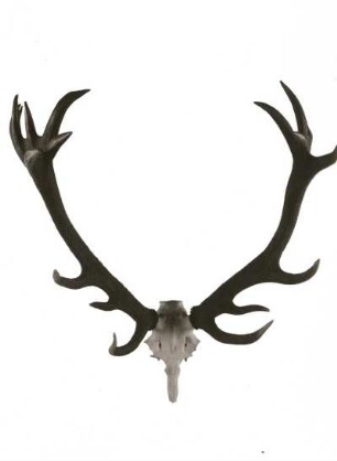 Rothirsch (Cervus elaphus). Geweih. Sächsische Jagdausstellung 1935
