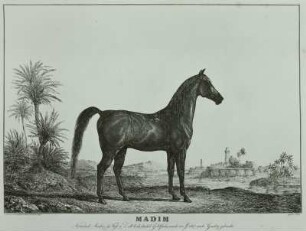 Madim (Pferd) : Pferd, Radierung, 1822