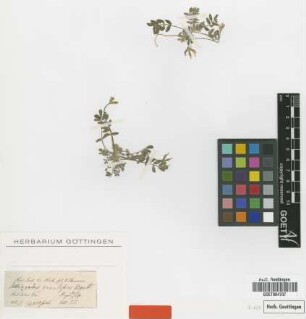 Astragalus gracilipes Benth. ex Bunge [type]