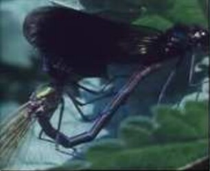 Calopteryx splendens (Odonata) - Paarungsverhalten (Freilandaufnahmen)