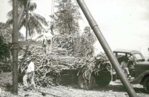 Reisefotos. Zuckerrohrernte (wahrscheinlich auf Haiti). Abtransport mit einem Automobil
