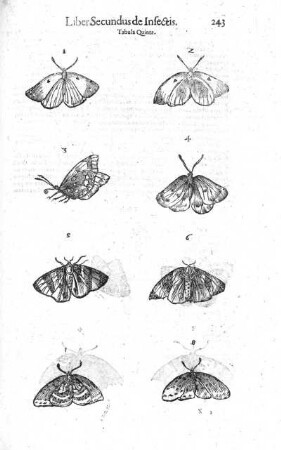 Tabula quinta
