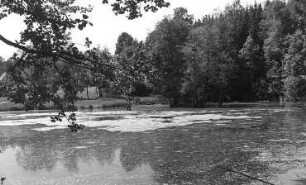 Triebischtal-Tanneberg. Hofeteich