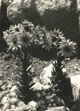 Die Dach-Hauswurz (Sempervivum tectorum), auch Echte Hauswurz, Gewöhnliche Hauswurz, Donnerwurz, Alpen-Hauswurz im Pflanzengarten (heute wohl Botanischer Garten) in Schellerhau