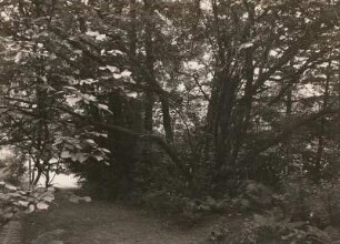 Stauchitz. Schloßpark. Großer Haselstrauch
