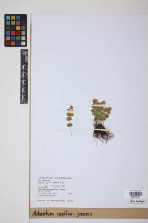 Adiantum capillus-junonis Rupr.