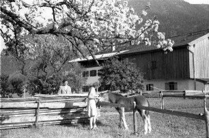 Rottach: blühender Baum und bayerisches Haus bei Rottach, Henny spielt mit Fohlen