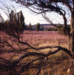 Lüneburger Heide mit den charakteristischen Wacholdersträuchern und Heidekraut